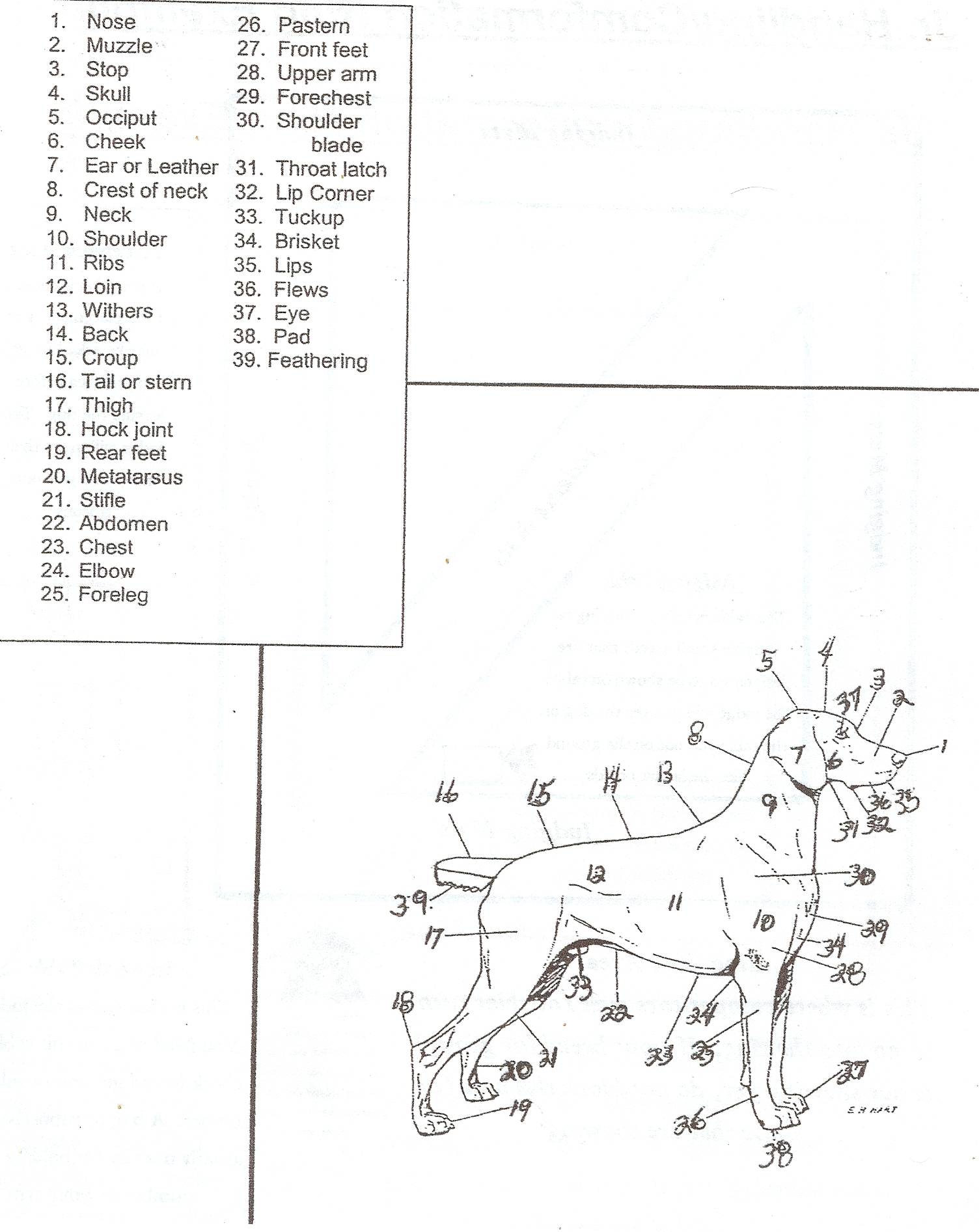 4H Dog Project Columbia County