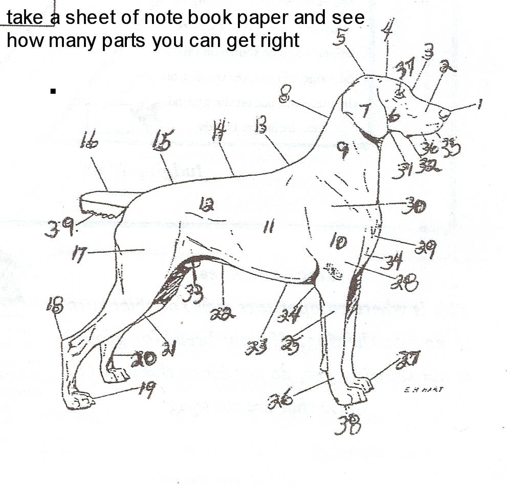 4H Dog Project Columbia County